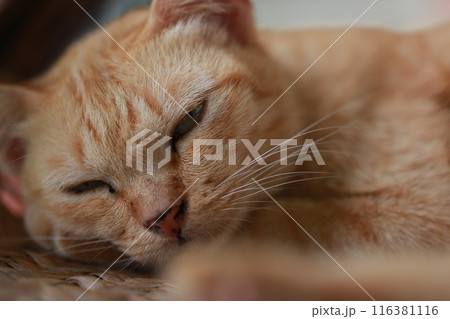Cute ginger cat lying in the basket. Selective focus. Cute ginger cat lying in the basket. Selective focus. 116381116