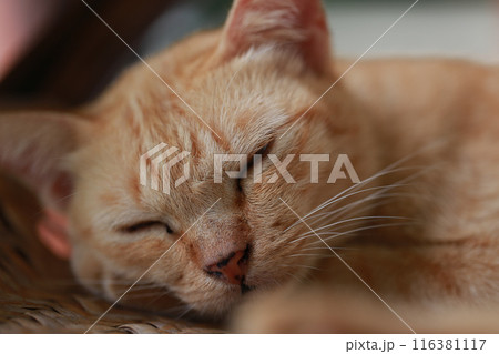 Cute ginger cat lying in the basket. Selective focus. Cute ginger cat lying in the basket. Selective focus. 116381117