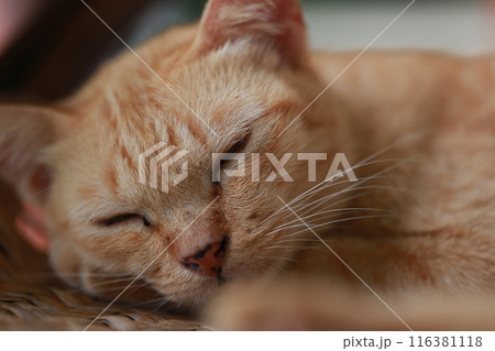 Cute ginger cat lying in the basket. Selective focus. Cute ginger cat lying in the basket. Selective focus. 116381118