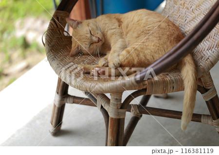 Cute ginger cat lying in the basket. Selective focus. Cute ginger cat lying in the basket. Selective focus. 116381119