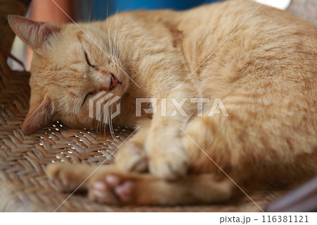 Cute ginger cat lying in the basket. Selective focus. Cute ginger cat lying in the basket. Selective focus. 116381121