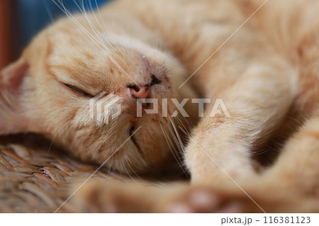 Cute ginger cat lying in the basket. Selective focus. Cute ginger cat lying in the basket. Selective focus. 116381123