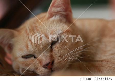 Cute ginger cat lying in the basket. Selective focus. Cute ginger cat lying in the basket. Selective focus. 116381125