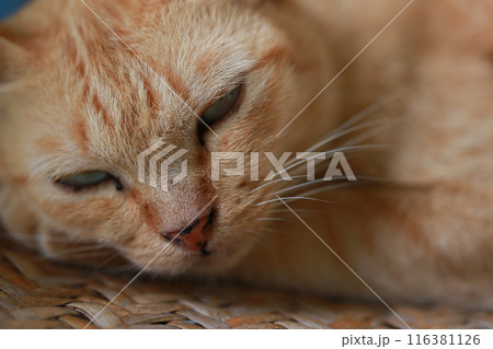 Cute ginger cat lying in the basket. Selective focus. 116381126