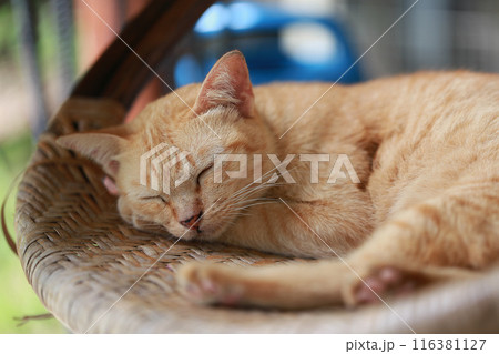 Cute ginger cat lying in the basket. Selective focus. Cute ginger cat lying in the basket. Selective focus. 116381127