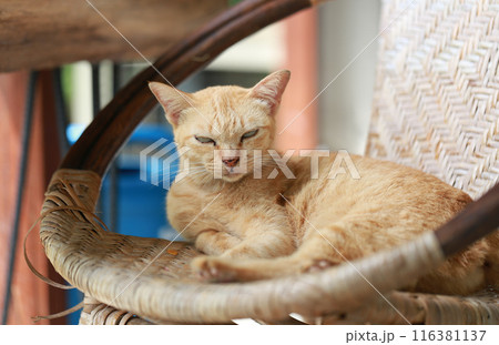 Cute ginger cat lying in the basket. Selective focus. Cute ginger cat lying in the basket. Selective focus. 116381137