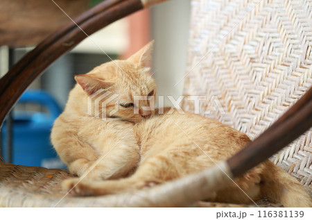 Cute ginger cat lying in the basket. Selective focus. Cute ginger cat lying in the basket. Selective focus. 116381139