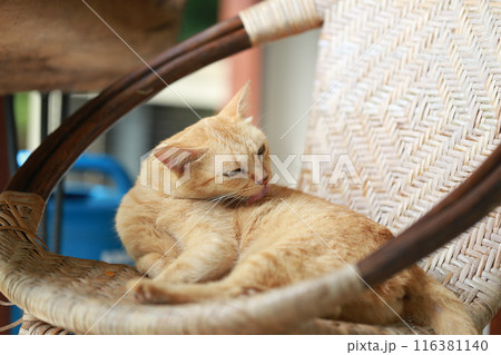 Cute ginger cat lying in the basket. Selective focus. Cute ginger cat lying in the basket. Selective focus. 116381140