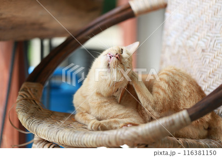 Cute ginger cat lying in the basket. Selective focus. Cute ginger cat lying in the basket. Selective focus. 116381150