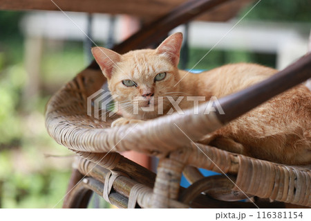Cute ginger cat lying in the basket. Selective focus. 116381154