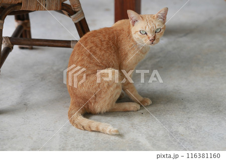 Cute ginger cat lying in the basket. Selective focus. 116381160