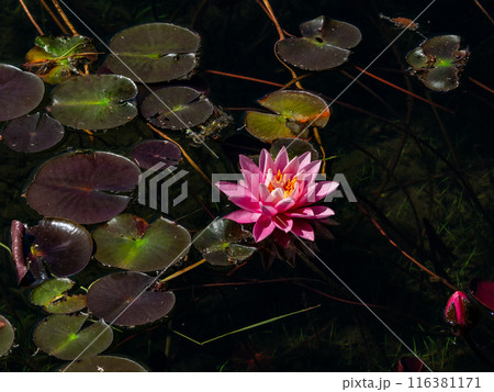 スイレンの花 長野県木崎湖 スイレンの花 長野県木崎湖 116381171