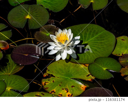 スイレンの花 長野県木崎湖 スイレンの花 長野県木崎湖 116381174