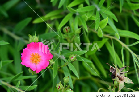 緑の中のイヌバラ 116381252