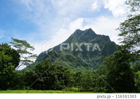 モーレア島の風景 116381303