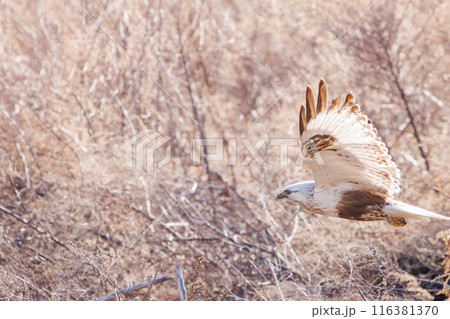葦原から飛び出す美しいケアシノスリ（タカ科）。  日本国群馬県、利根川河川敷にて。 116381370