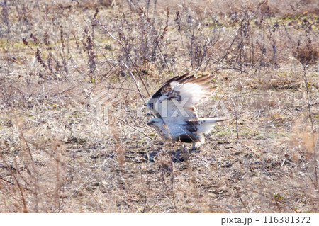 葦原から飛び出す美しいケアシノスリ（タカ科）。  日本国群馬県、利根川河川敷にて。 116381372