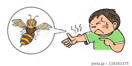 スズメバチに刺された男の子 スズメバチに刺された男の子 116381375