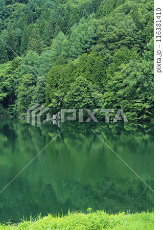 緑に染まる夏の中綱湖 116381410