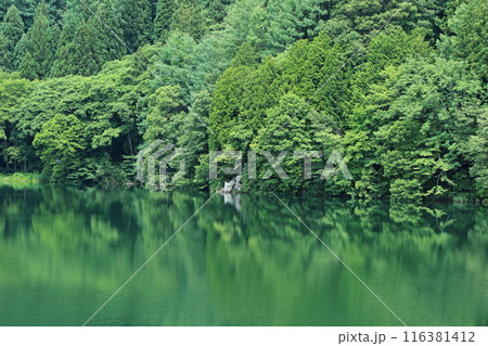 緑に染まる夏の中綱湖 116381412