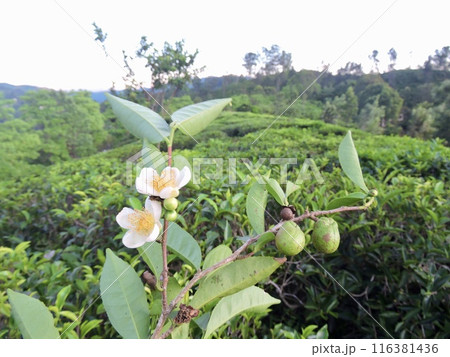 紅茶の花と実 116381436