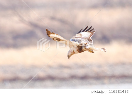狩りのために葦原に飛び込む美しいケアシノスリ（タカ科）。  日本国群馬県、利根川河川敷にて。 116381455