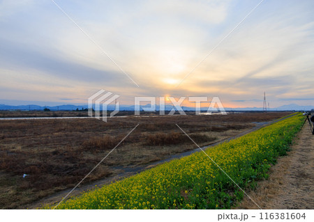 夕暮れの広大な河川敷の美しい菜の花畑の斜面。日本国群馬県、利根川河川敷にて。 116381604