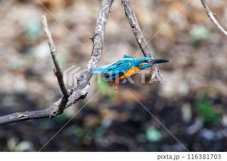 餌を捕らえるために水に飛び込む可愛いカワセミ（カワセミ科）。  日本国東京都文京区、小石川植物園にて 116381703