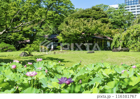 東京都　小石川後楽園　蓮池（ハス池）　国の特別史跡 116381767
