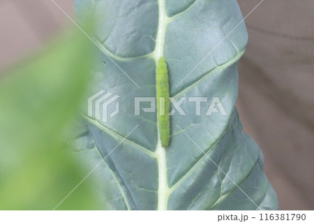 ブロッコリーの葉に付いていた大きなモンシロチョウの幼虫 ブロッコリーの葉に付いていた大きなモンシロチョウの幼虫 116381790