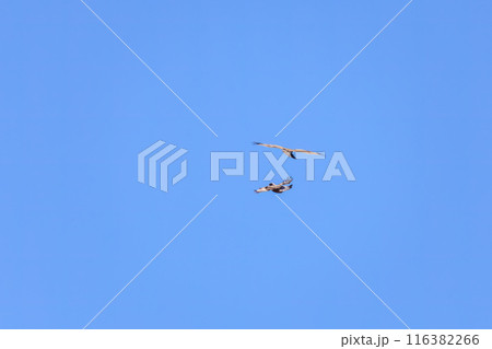 飛翔しながらノスリと戦う美しいケアシノスリ（タカ科）。  日本国群馬県、利根川河川敷にて。 116382266