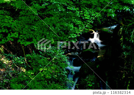 神奈川県 丹沢大山国定公園の滝の風景 神奈川県 丹沢大山国定公園の滝の風景 116382314