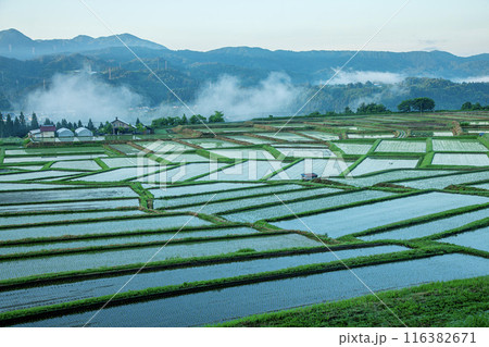 朝の椹平の棚田 116382671