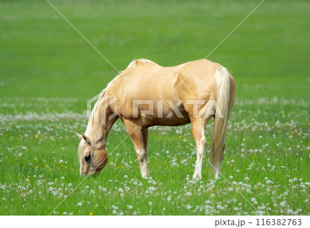 Yellow horse with white mane in the green pasture with dandelions. 116382763
