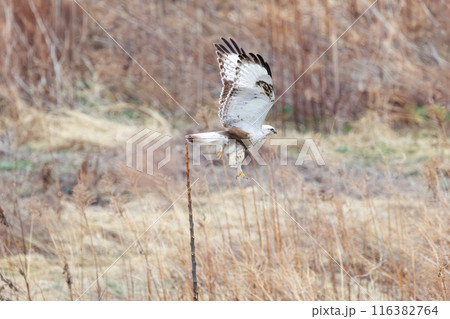葦原から飛び出す美しいケアシノスリ（タカ科）。  日本国群馬県、利根川河川敷にて。 116382764