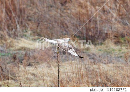 葦原から飛び出す美しいケアシノスリ（タカ科）。  日本国群馬県、利根川河川敷にて。 116382772