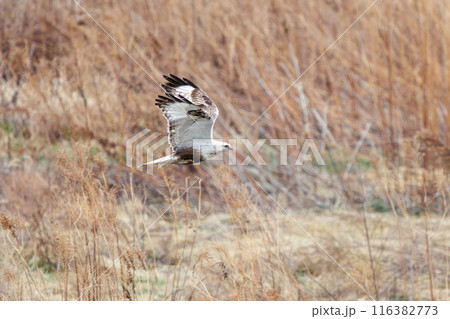 葦原から飛び出す美しいケアシノスリ（タカ科）。  日本国群馬県、利根川河川敷にて。 116382773