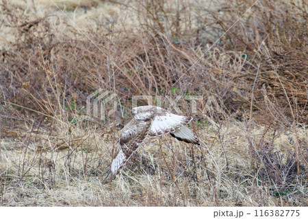 葦原から飛び出す美しいケアシノスリ（タカ科）。  日本国群馬県、利根川河川敷にて。 116382775