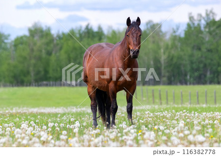 Brown horse is standing in the farm green pasture with dandelions. 116382778
