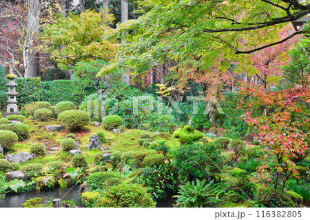 大原 三千院 紅葉の聚碧園(京都市左京区) 大原 三千院 紅葉の聚碧園(京都市左京区) 116382805
