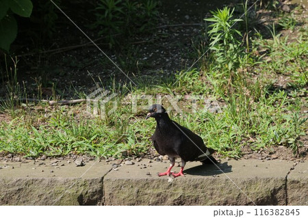 降り立った鳩 降り立った鳩 116382845