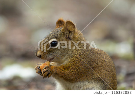 American red squirrel is eating a mushroom on the ground in the garden. 116382888