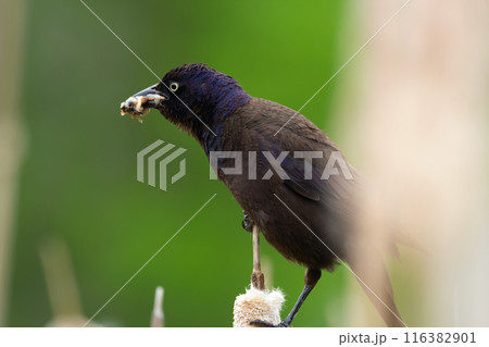 Common grackle with full mouth of worms sitting on reeds. 116382901