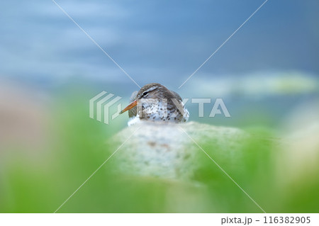 Spotted sandpiper is laying and resting on the rock at the water in spring. Spotted sandpiper is laying and resting on the rock at the water in spring. 116382905