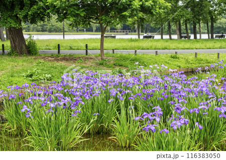東京都 都立水元公園 葛飾菖蒲まつり 東京都 都立水元公園 葛飾菖蒲まつり 116383050