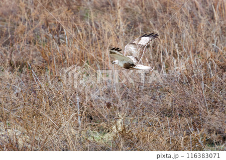 狩りのために葦原に飛び込む美しいケアシノスリ（タカ科）。  日本国群馬県、利根川河川敷にて。 116383071