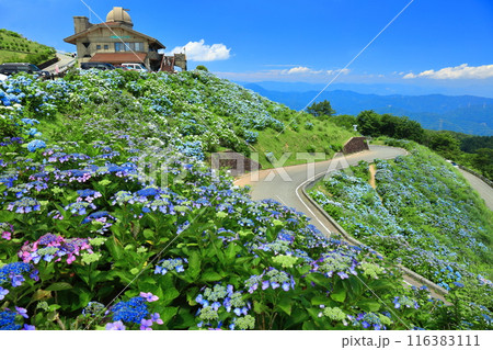 【徳島県】晴天の大川原高原ヒルトップハウスと満開の紫陽花 【徳島県】晴天の大川原高原ヒルトップハウスと満開の紫陽花 116383111