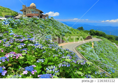 【徳島県】晴天の大川原高原ヒルトップハウスと満開の紫陽花 116383112