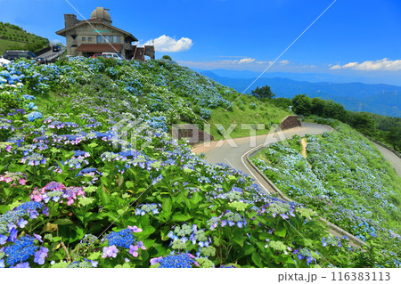 【徳島県】晴天の大川原高原ヒルトップハウスと満開の紫陽花 【徳島県】晴天の大川原高原ヒルトップハウスと満開の紫陽花 116383113