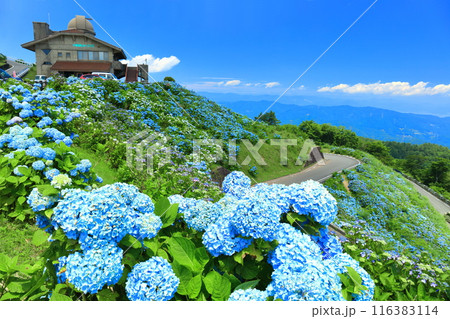 【徳島県】晴天の大川原高原ヒルトップハウスと満開の紫陽花 【徳島県】晴天の大川原高原ヒルトップハウスと満開の紫陽花 116383114